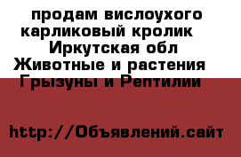 продам вислоухого карликовый кролик  - Иркутская обл. Животные и растения » Грызуны и Рептилии   
